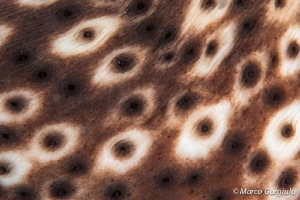 Pattern by Marco Gargiulo 